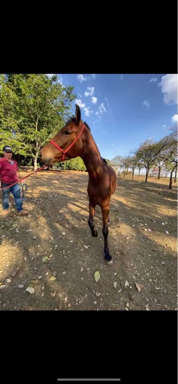 Cavalo mangalarga marchador  - Foto 3