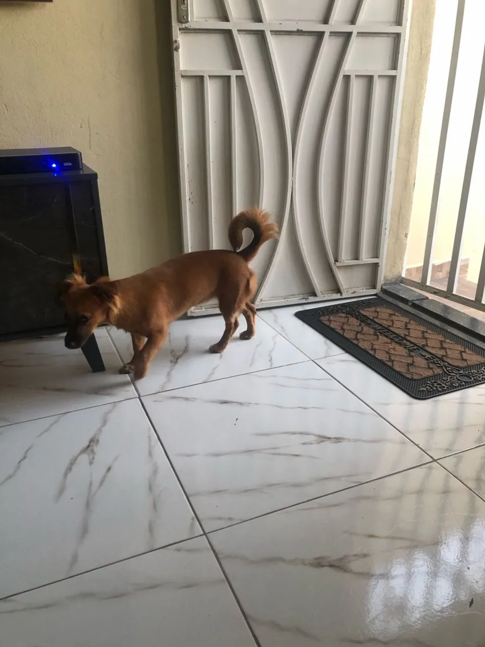 Cachorro de porte pequeno para adoção