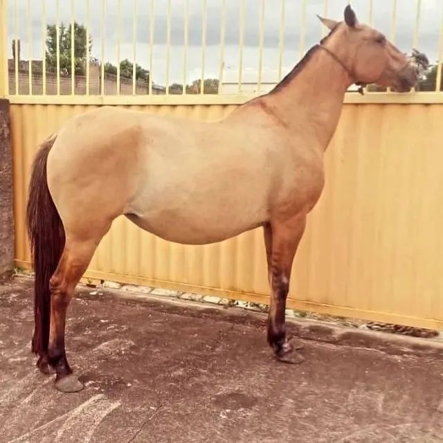 Égua Prenha Campolina / Mansa / Barato! Campos dos Goytacazes Rj 