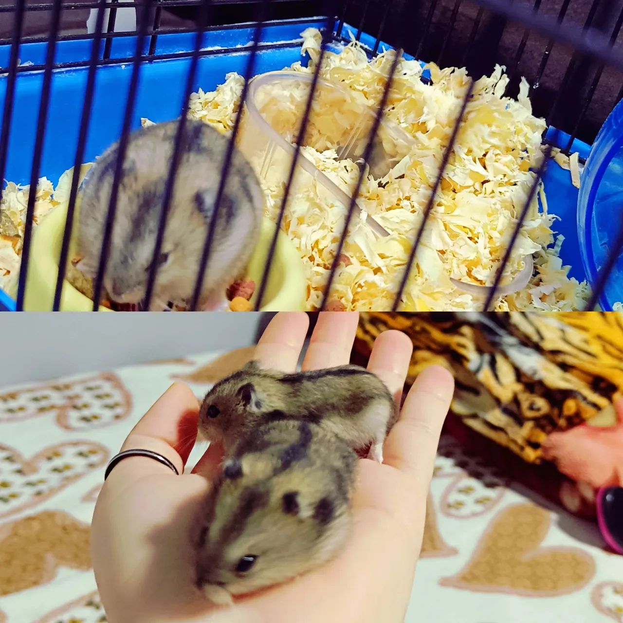 Gaiola para roedores - Foto 2