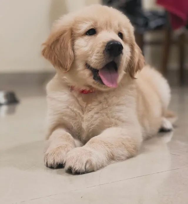  Filhotinhos de Golden Retriever, lindos e Vacinados  - Foto 5