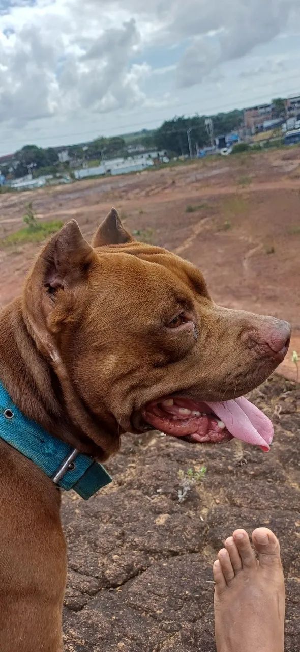 Doação de Pit bull, menos de 1 ano de vida!!!!!