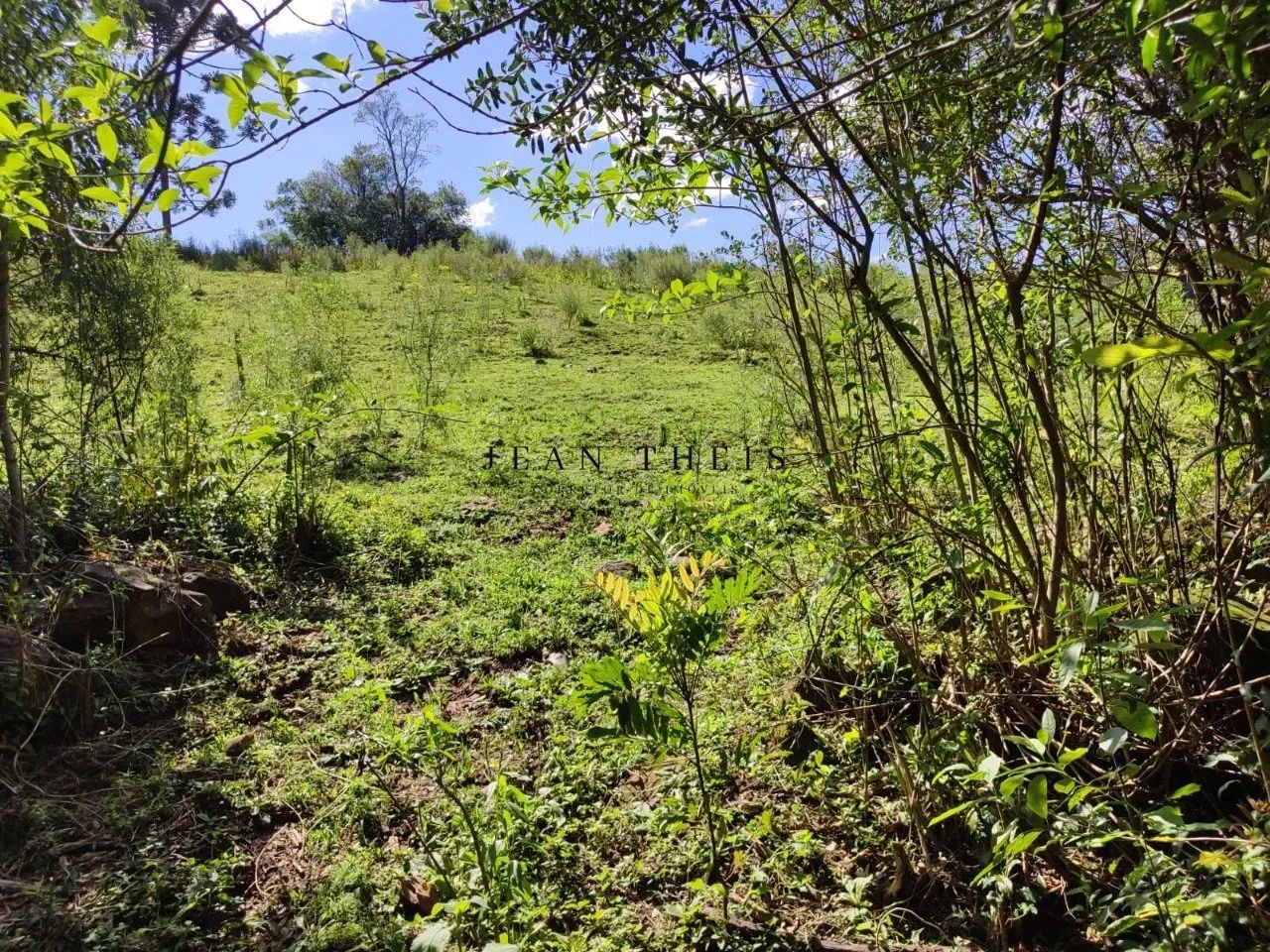 Chácara de 3 Hectares em Farroupilha - Foto 3