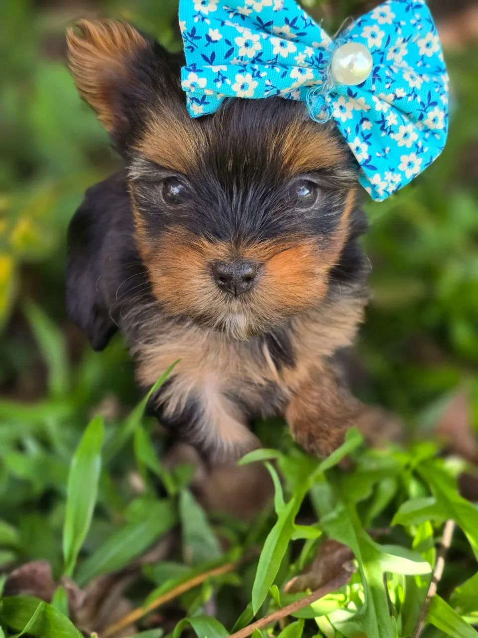 Teacup Best Yorkshire Terrier Breeders Teacup Yorkie Dogs For Sale Top