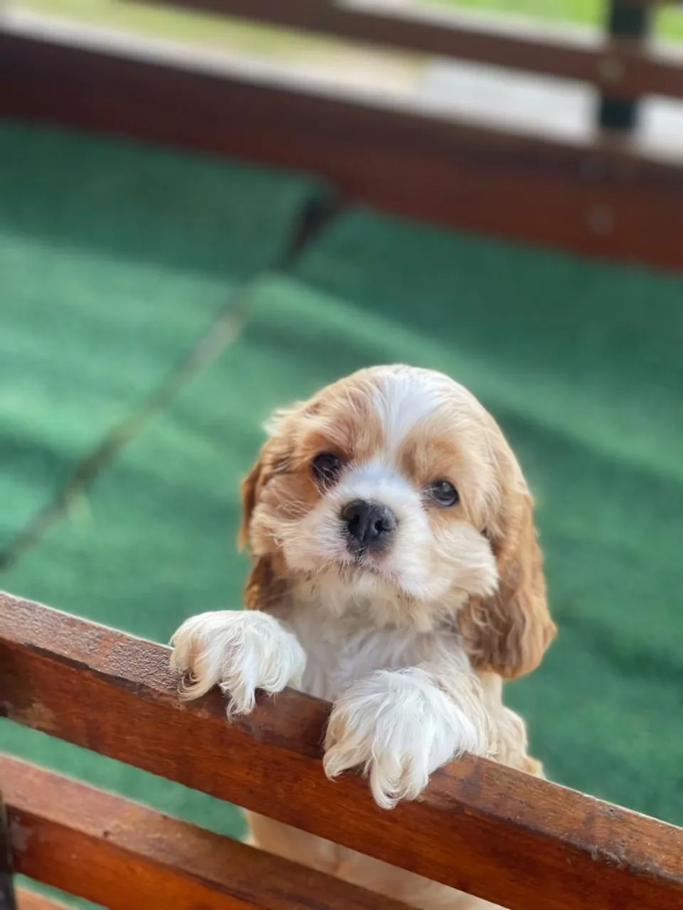 De um cocker A quem você ama - ainda dá tempo !