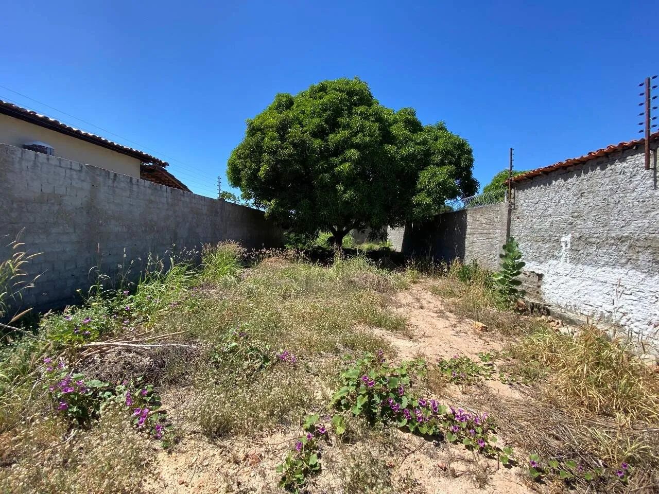 Terreno - Aluguel - Foto 4