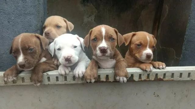 Pitbull Filhotes Premium com Pedigree Contrato, Vacinação Importada e 1 Ano de Garantia!
