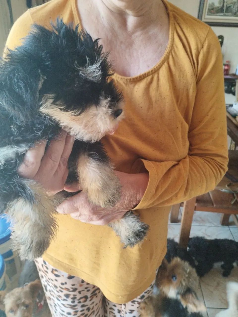 Filhote de Schnauzer - Foto 2