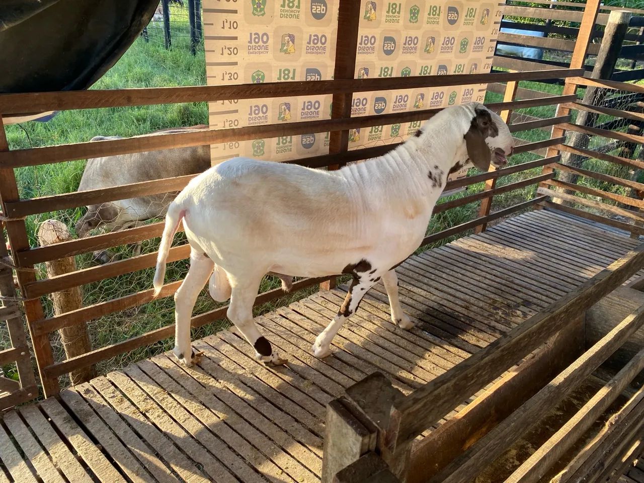 Vendo Carneiro Reprodutor  - Foto 3