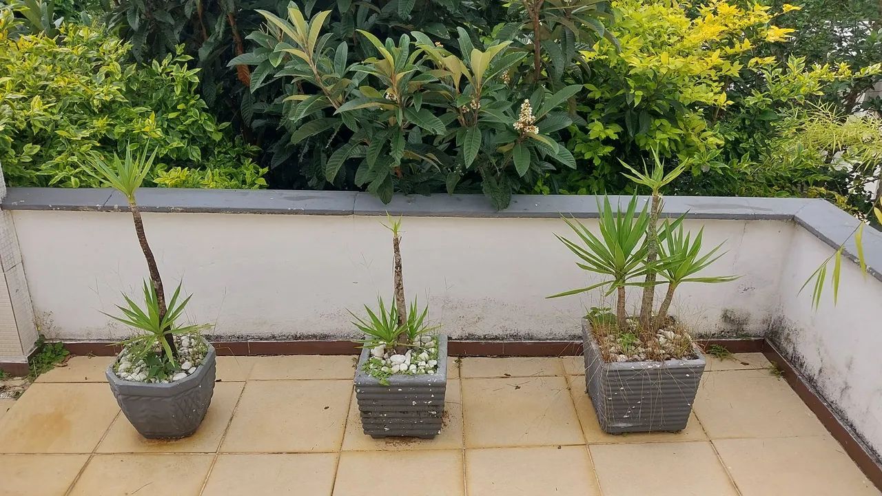 Vasos de Planta em Concreto com planta Yucca - Foto 5