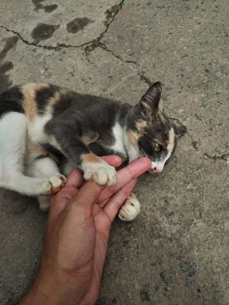 Gatinha Tricolor e Gatinha frajola Carinhosas Para Adoção