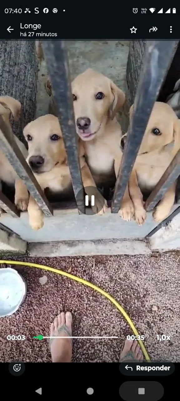 Filhotes de labrador