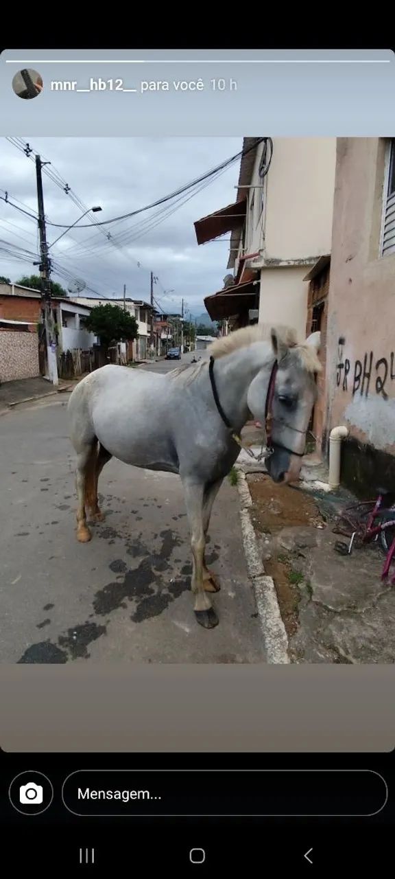 Cavalo Branco para Venda - Foto 2