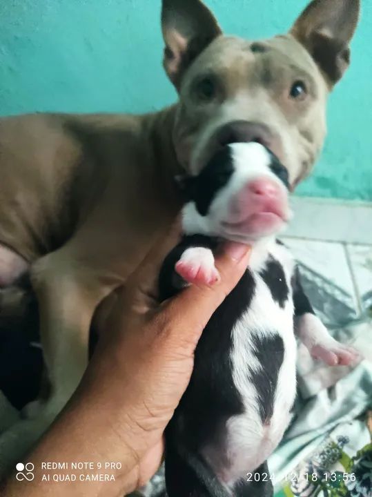 Filhotes de Pitbull disponíveis 