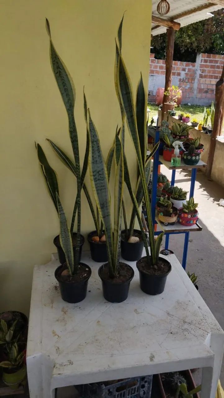 Espada de ogum - Foto 2