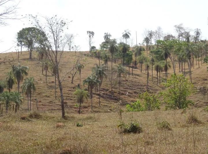 Fazenda de 246 hectares (51 alqueires) - Foto 5