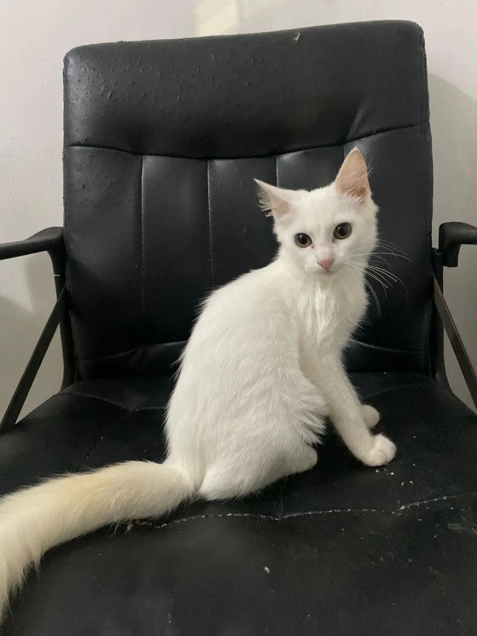 Gatinha para adoção responsável,4 meses 