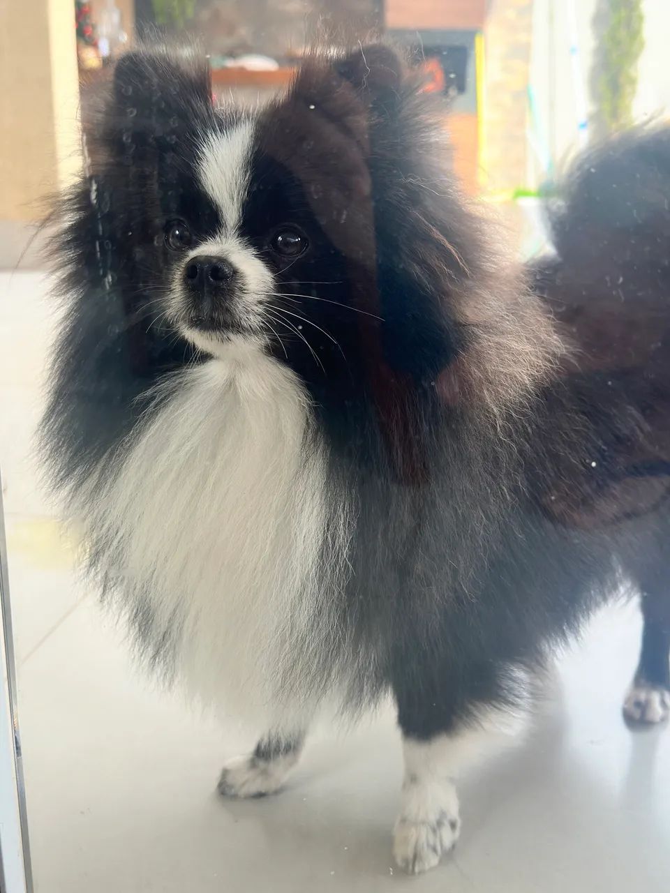 Spitz Alemão (Lulu da Pomerânia) - Linda e Saudável - Foto 2