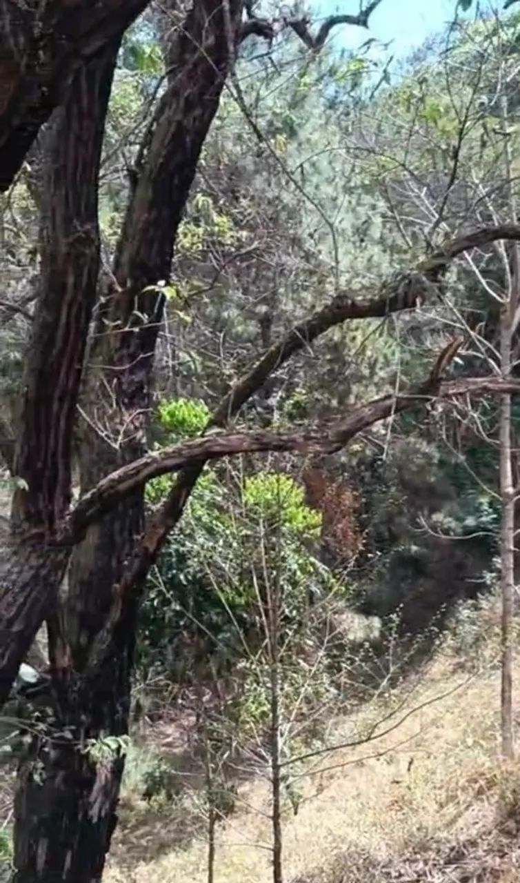 Excelente Terreno pra Chácara 2000m²,Itajubá M/G - Foto 3
