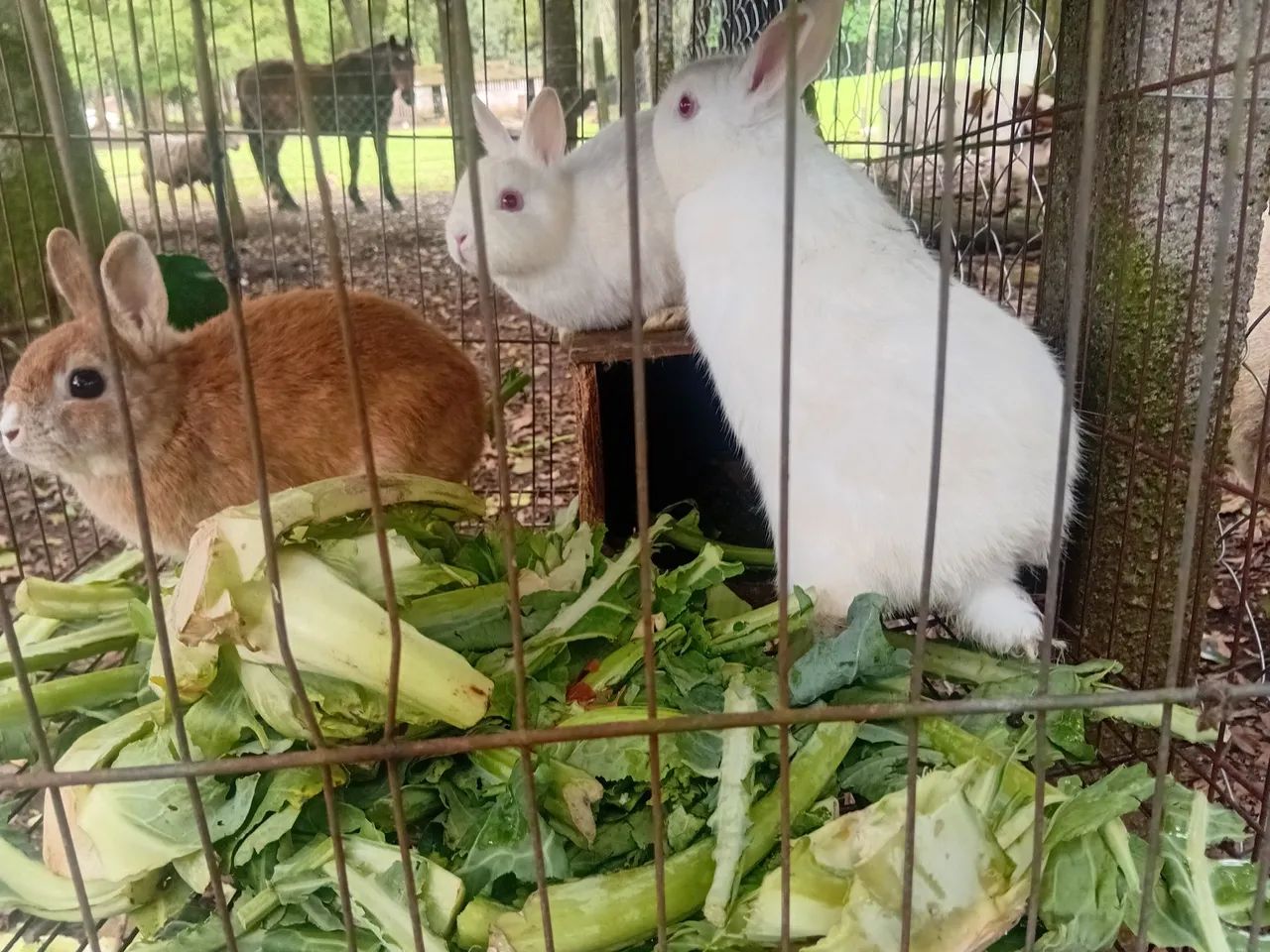 Coelhos 
