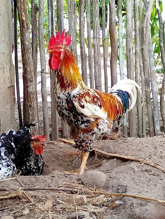 Ovos galados GSB  - Foto 2