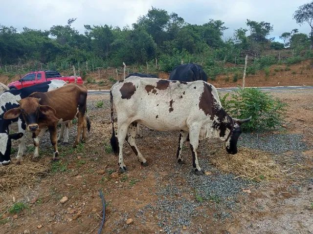 Vacas a venda 