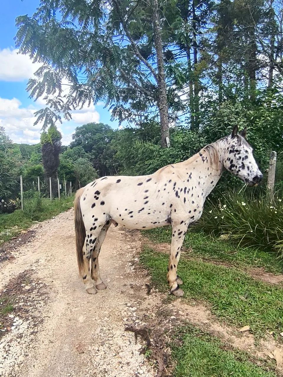 Cavalo crioulo  - Foto 5