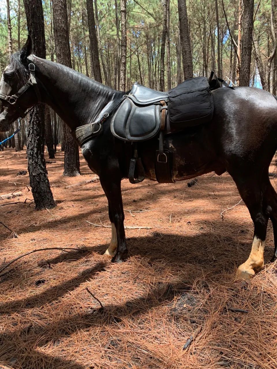 Cavalo Mangalarga Marchador Preto - Fator do Kelner - Dócil e Registrado. - Foto 4