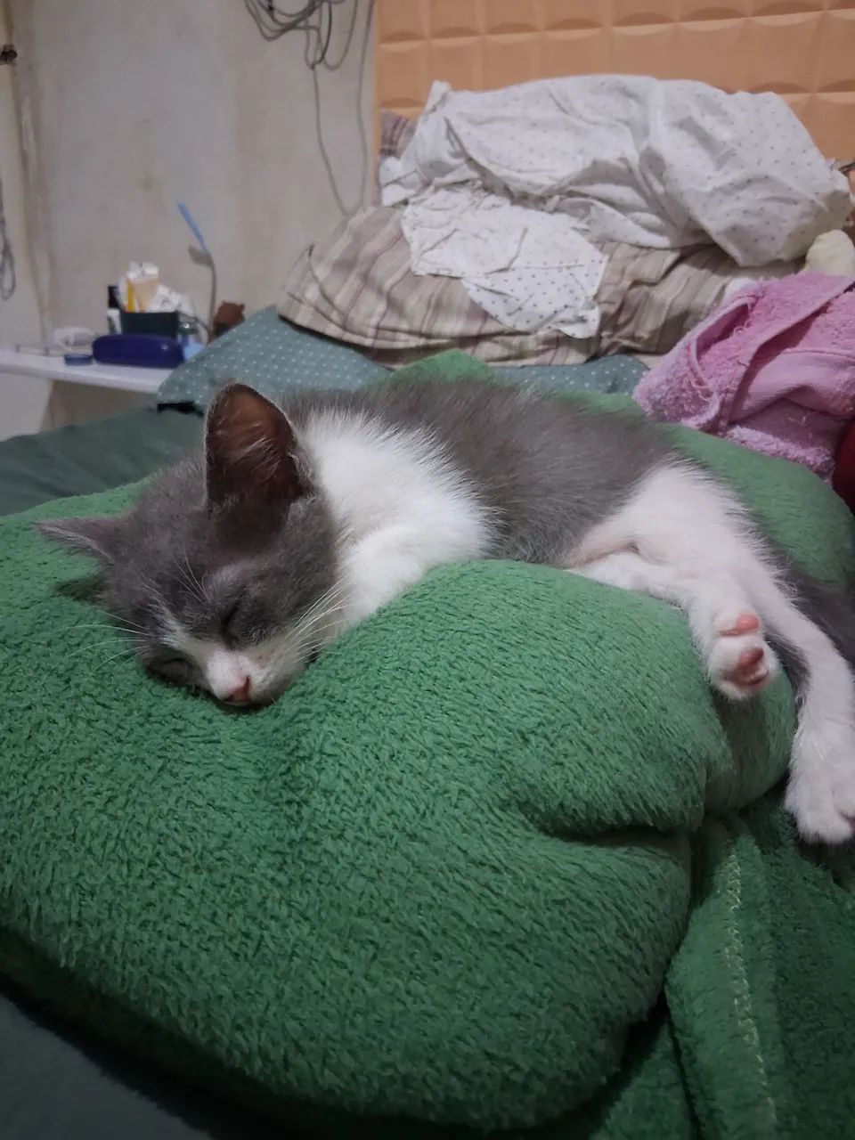 Doação de gatinha  - Foto 3