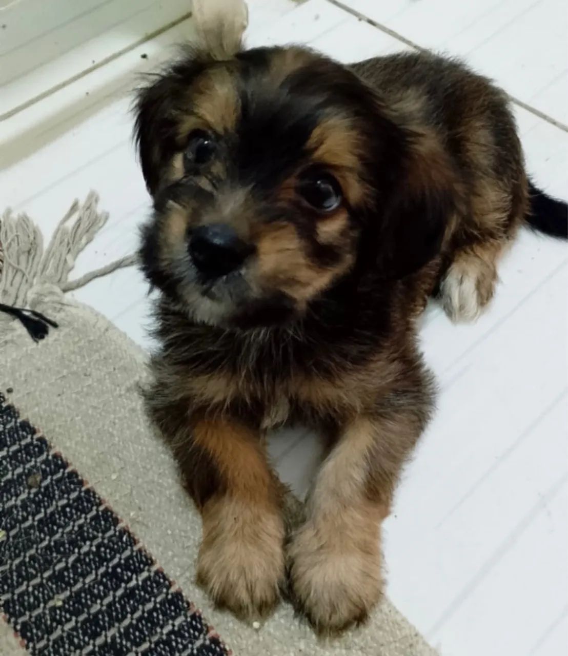 VENDE-SE UMA CADELA DE RAÇA LHASA APSO - Foto 2