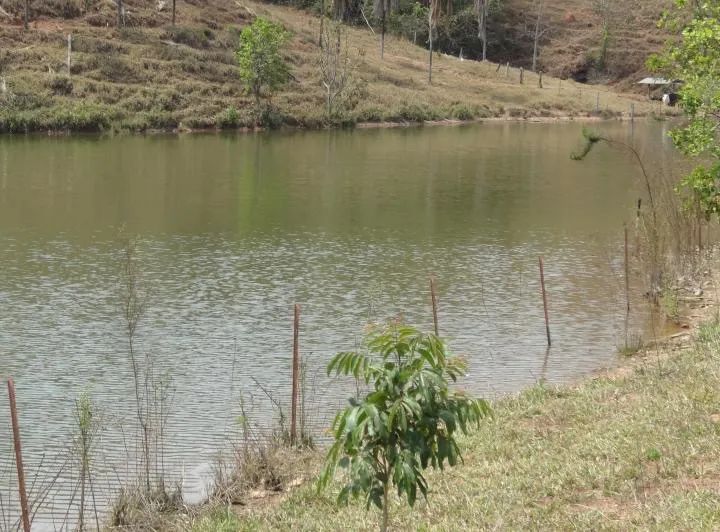 Fazenda de 246 hectares (51 alqueires)