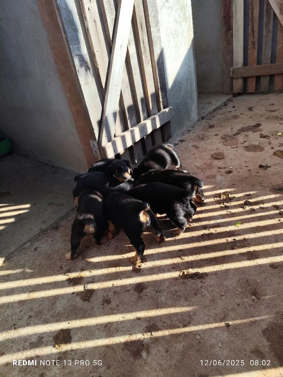 Filhotes Rottweiler - Disponíveis para adoção - Foto 2