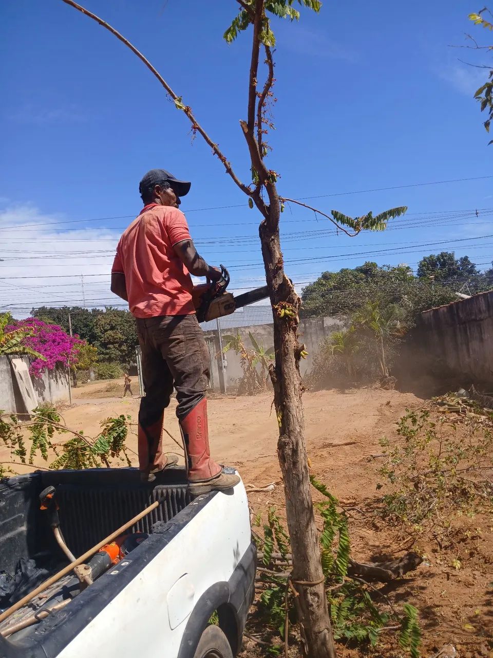 Poda de árvores  e corte em geral 