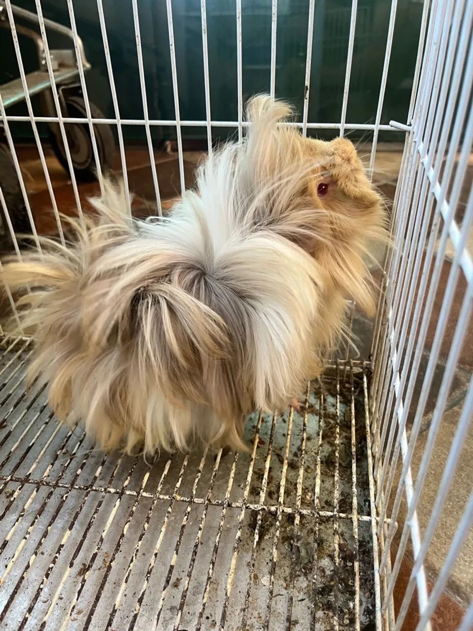 Porquinho da índia Peruano - Foto 6