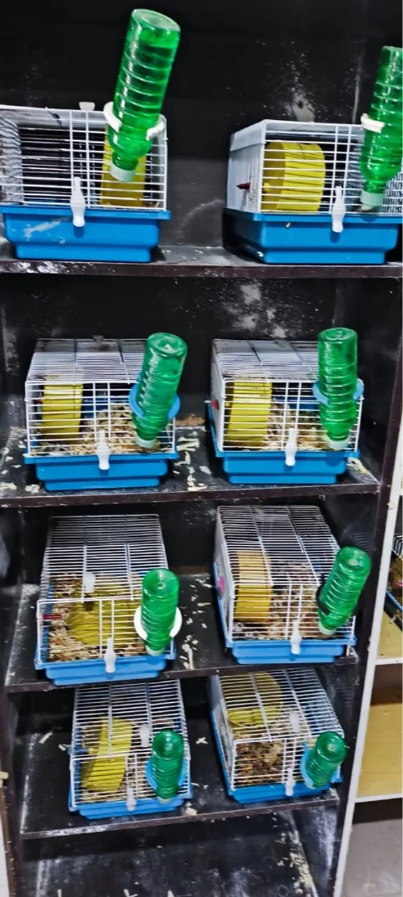 Criatório de Hamster