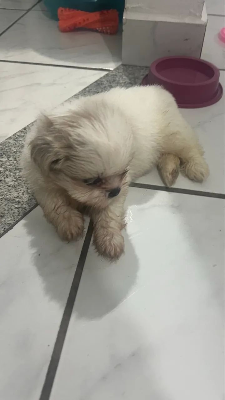 Filhote shitszu  - Foto 2