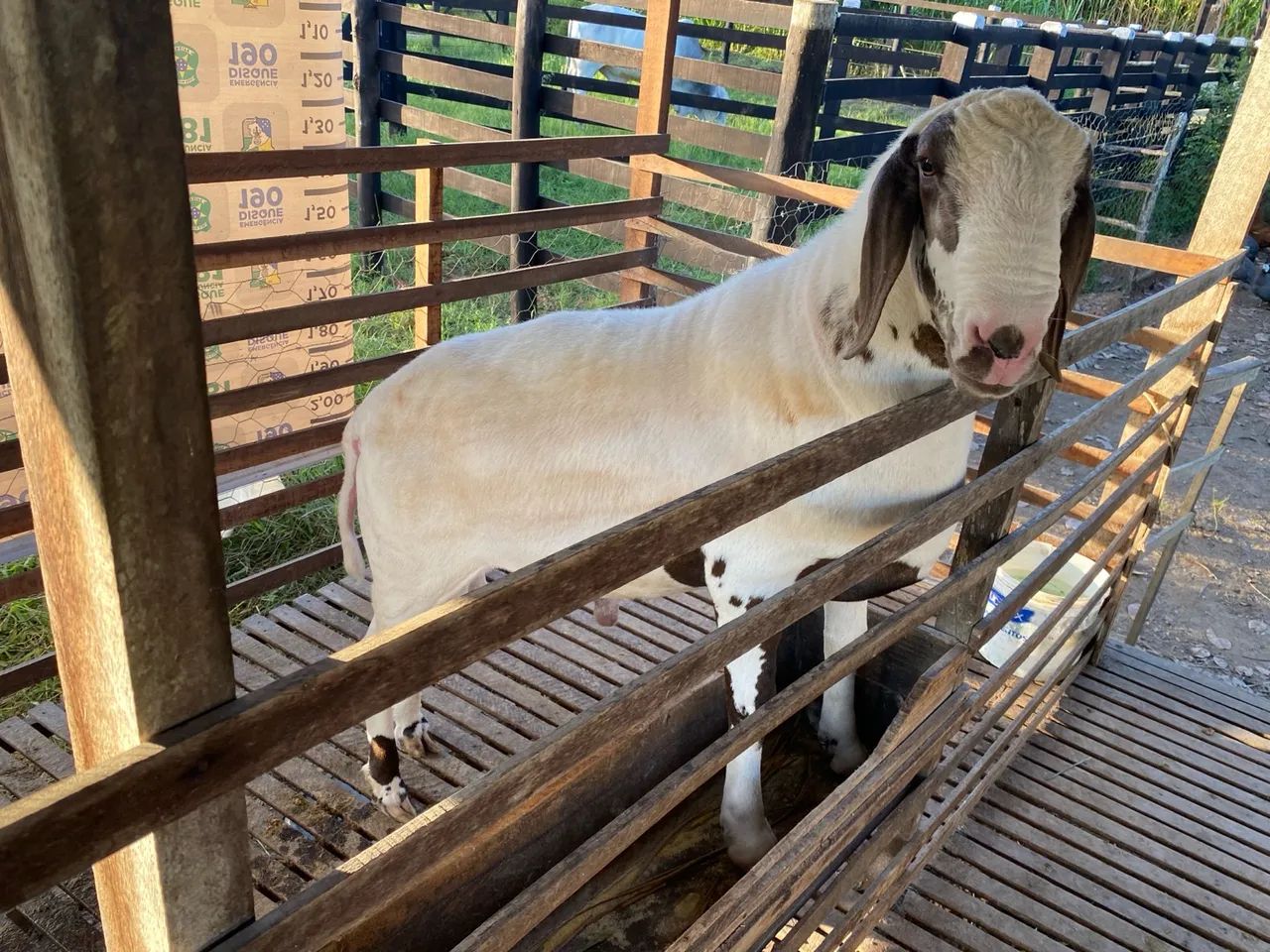 Vendo Carneiro Reprodutor  - Foto 2