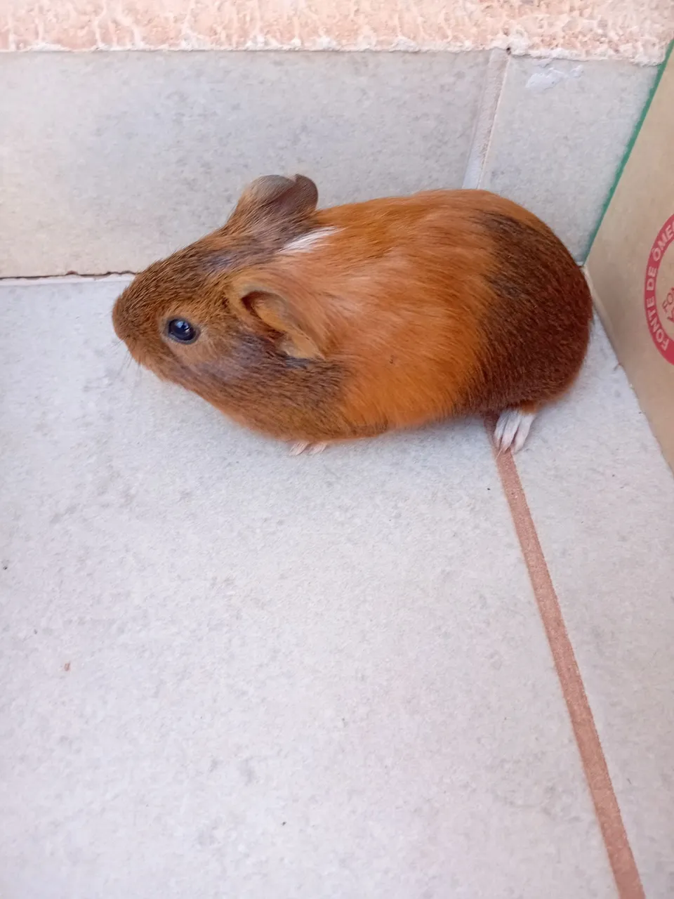 Vendo porquinhos da Índia,  sou de Paranavaí PR. 