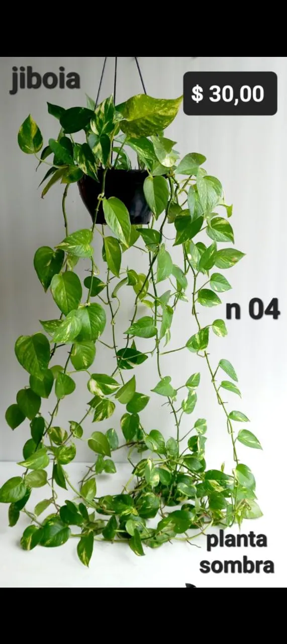 Planta Jiboia de pendurar, euonimus,croton