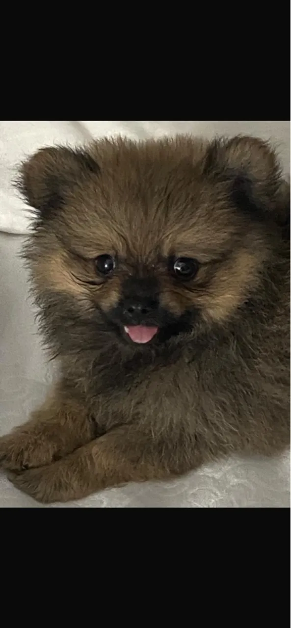 Filhote de Spitz Alemão