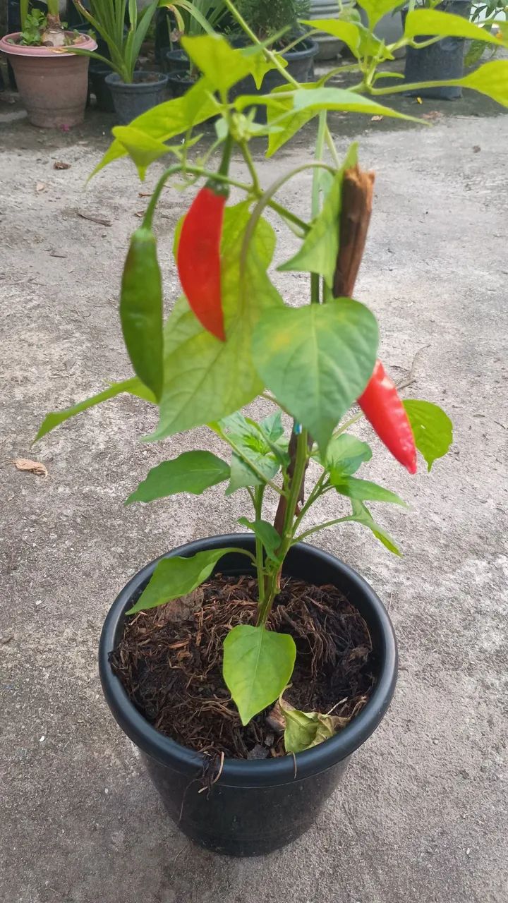 Planta pimenta variadas
