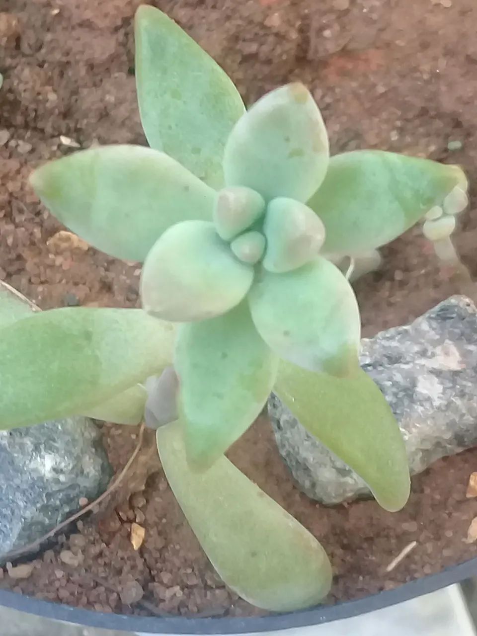 Vendo plantas e folhagens ? - Foto 3