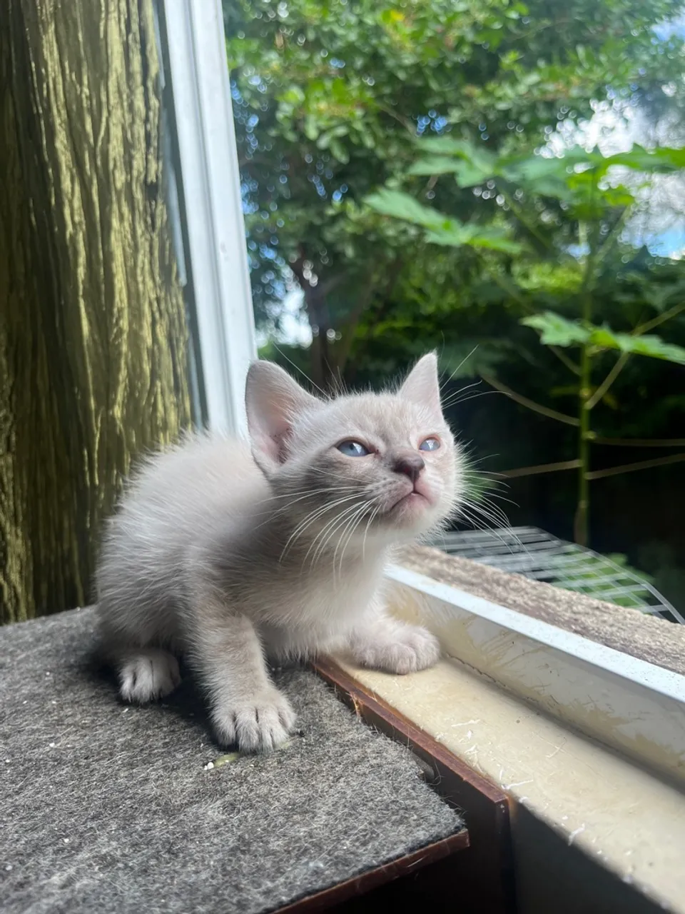 Lindos filhotes de gatos para adoção