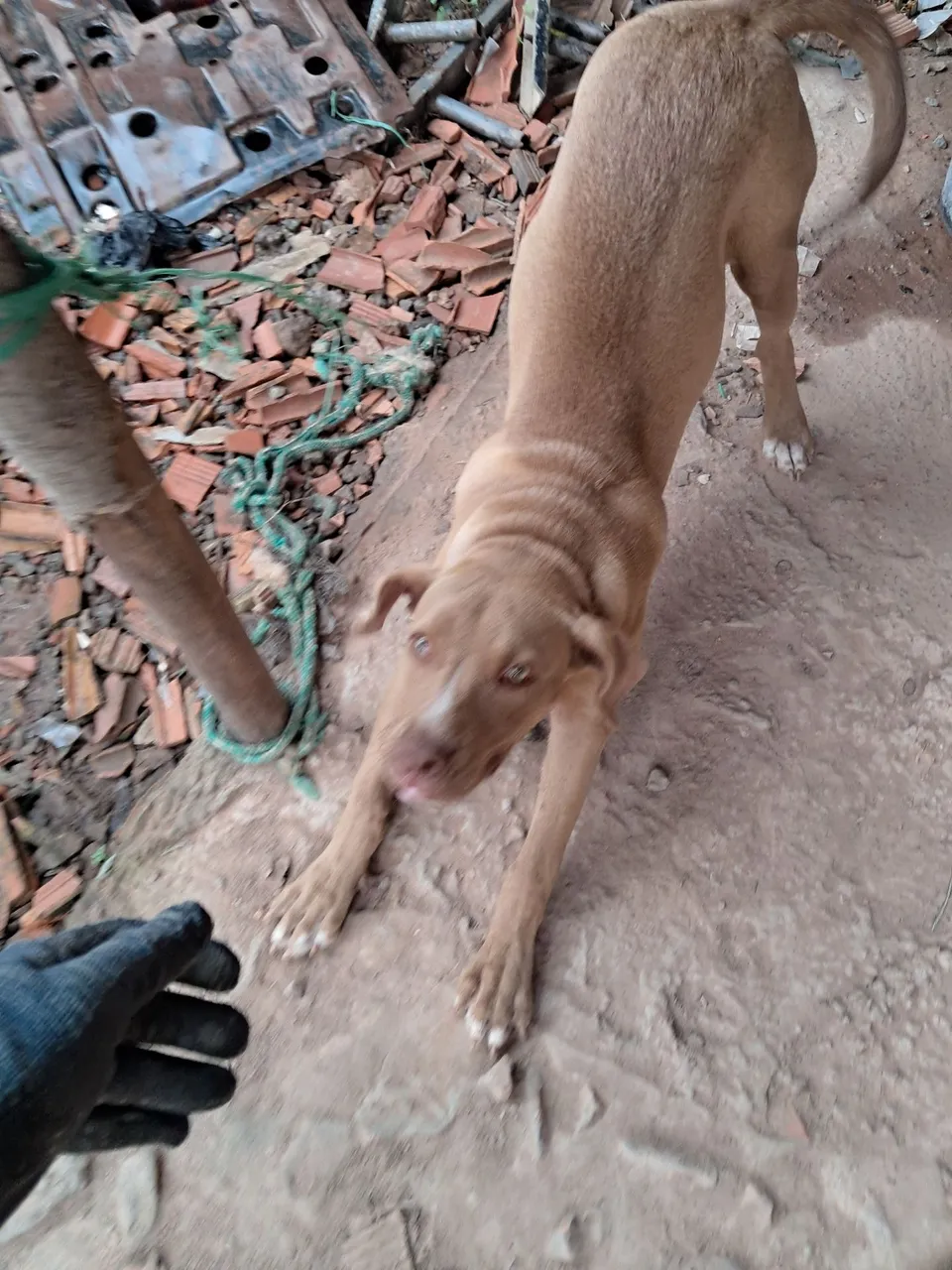 Filhote de Pitbull para adoção