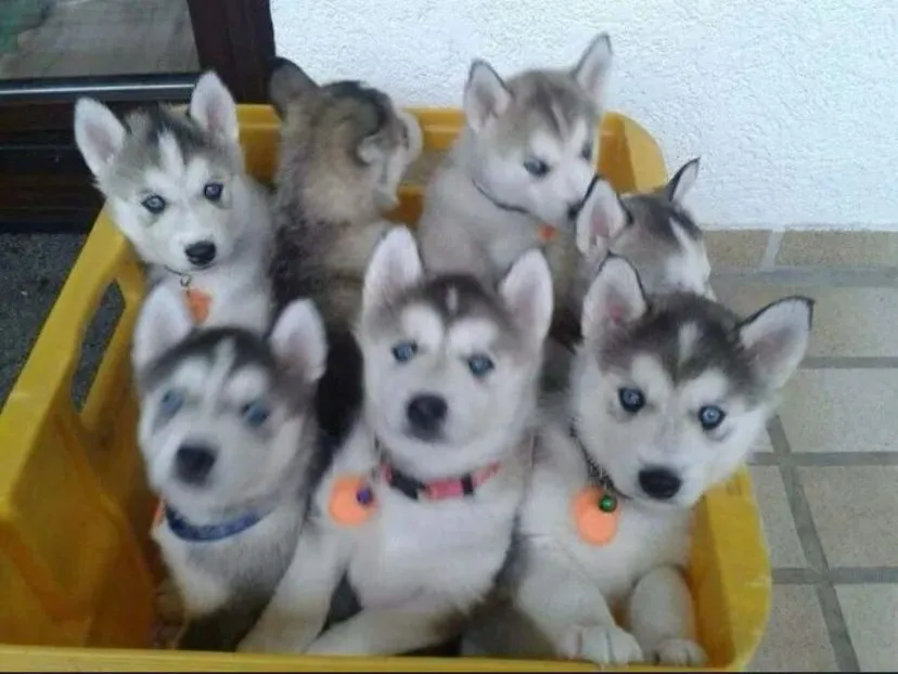 Filhotes de Husky Siberiano - Ótima estrutura e temperamento