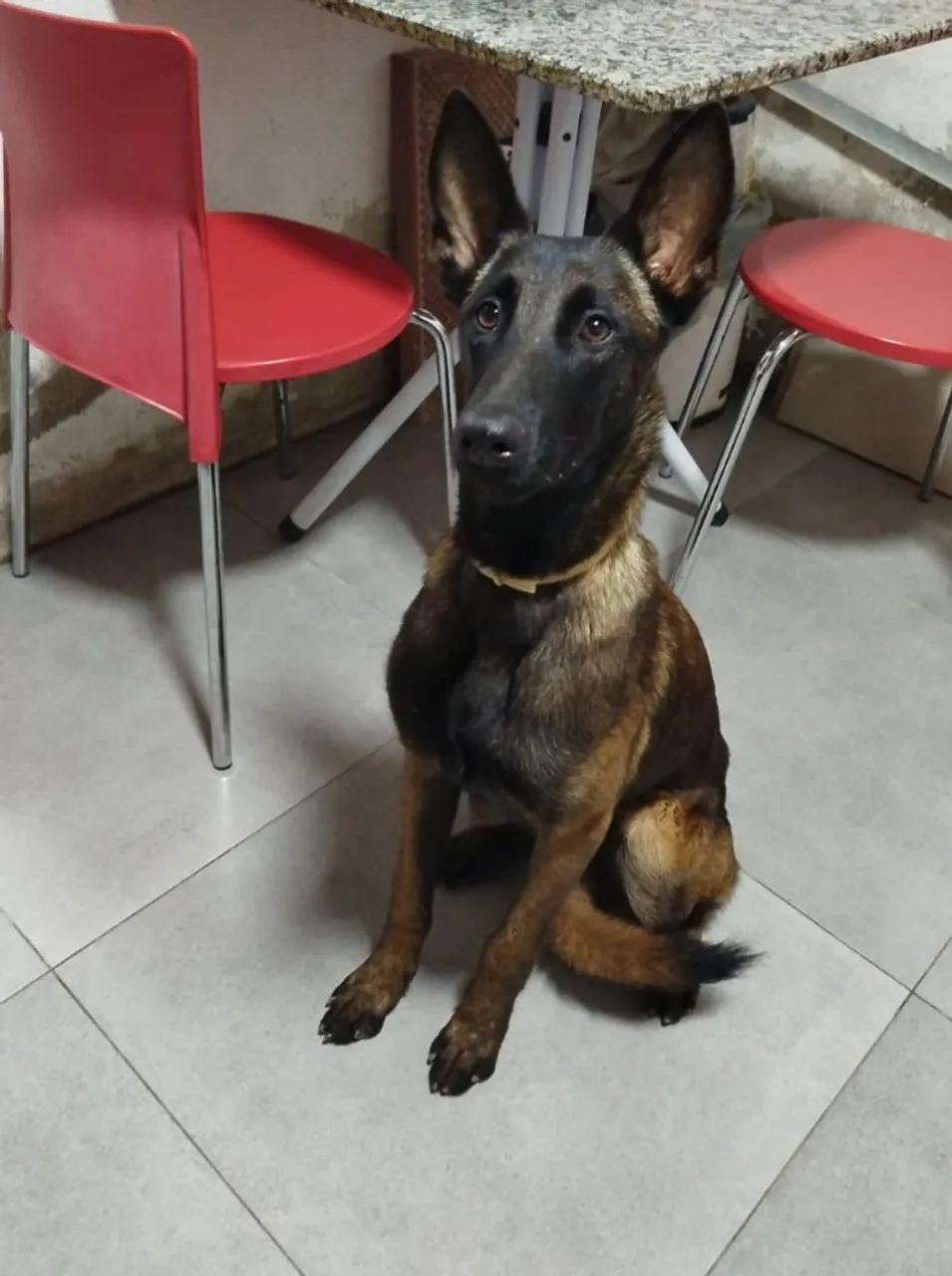 Cão Pastor Belga Malinois - Filhote disponível
