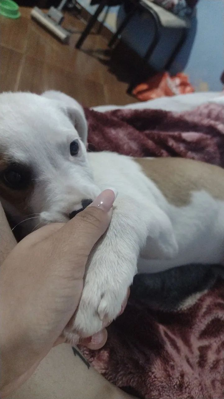 Cachorrinha femia 3 meses 