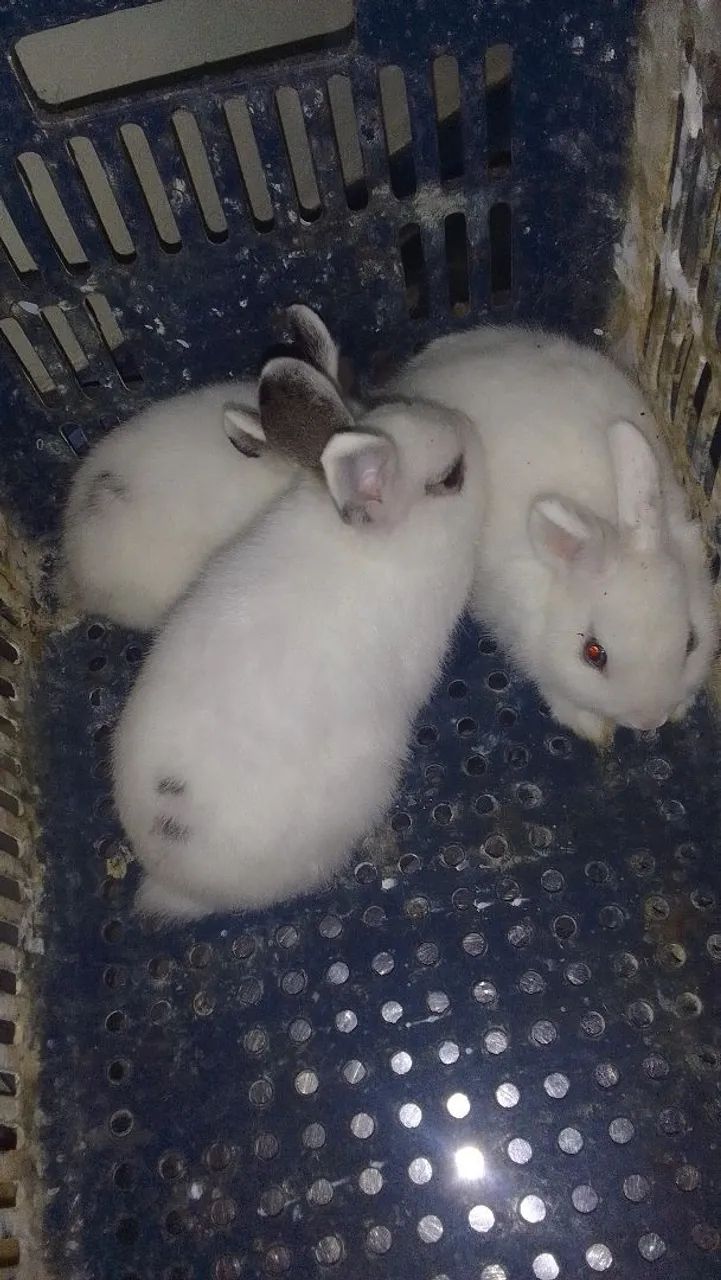 Vende-se coelho mini lop - Foto 2