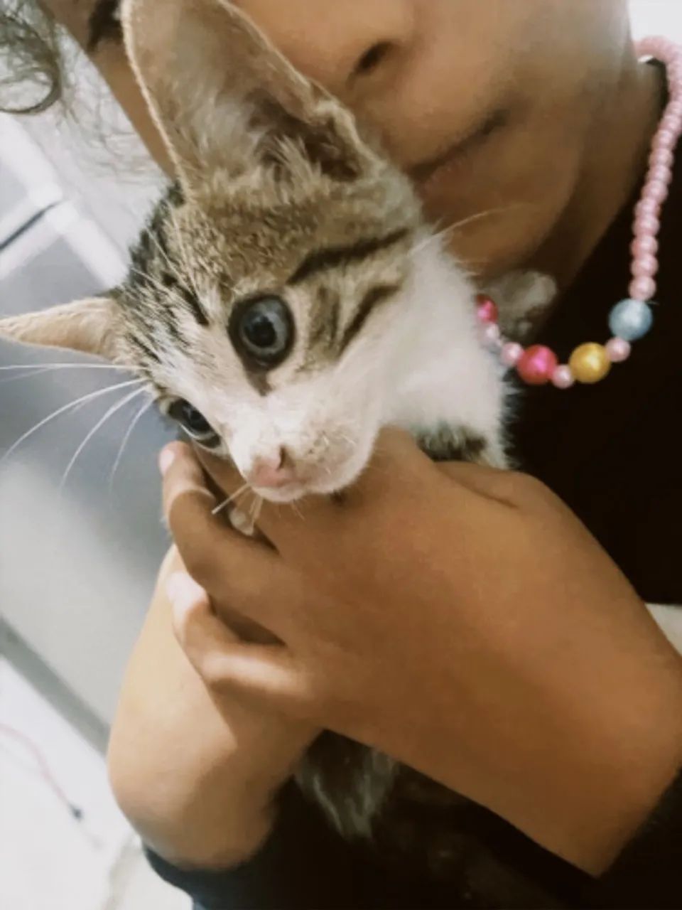 3 gatinhos para doação  - Foto 3