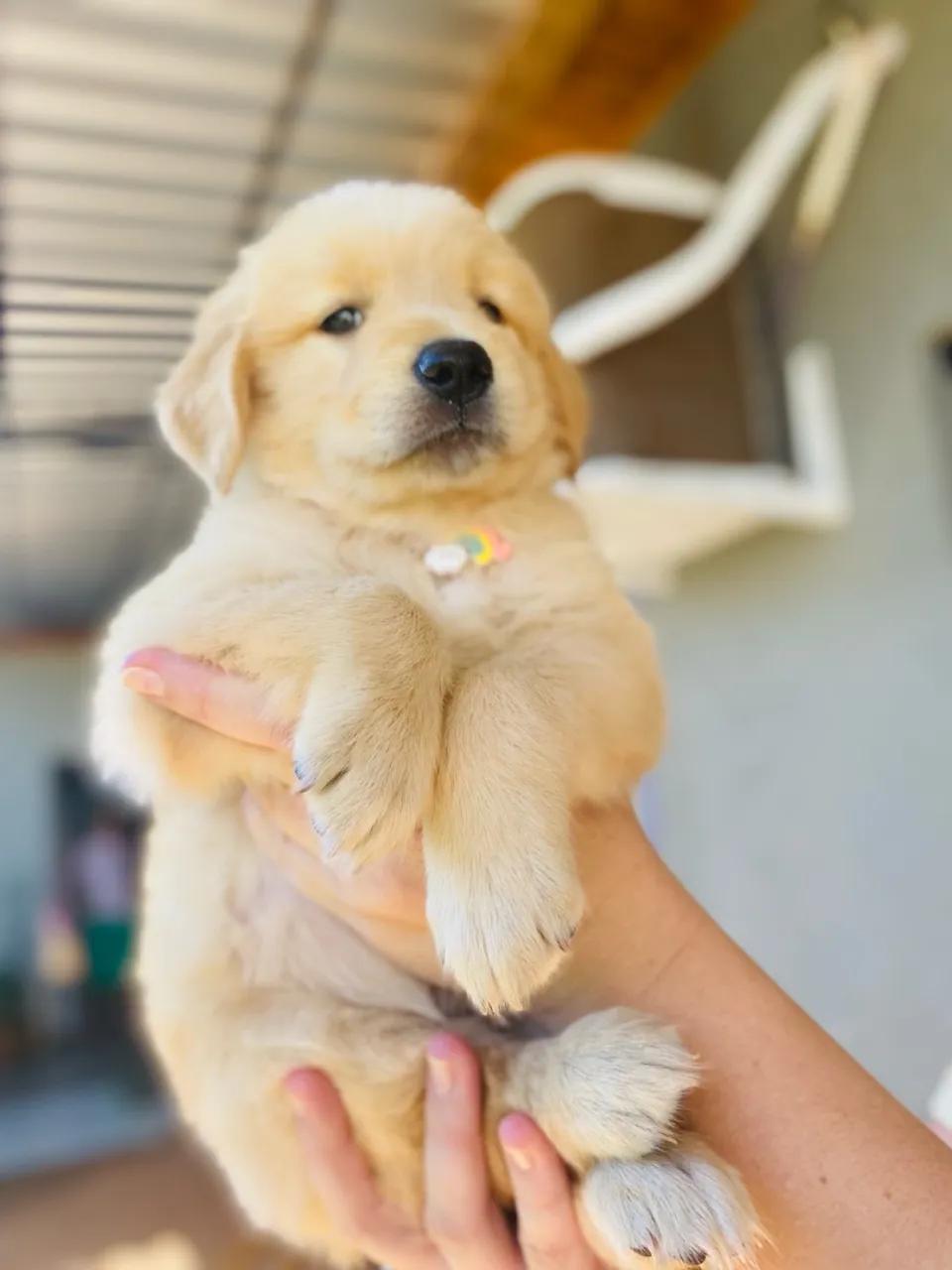 Filhote de Golden Retriever Fêmea